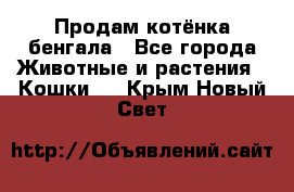 Продам котёнка бенгала - Все города Животные и растения » Кошки   . Крым,Новый Свет